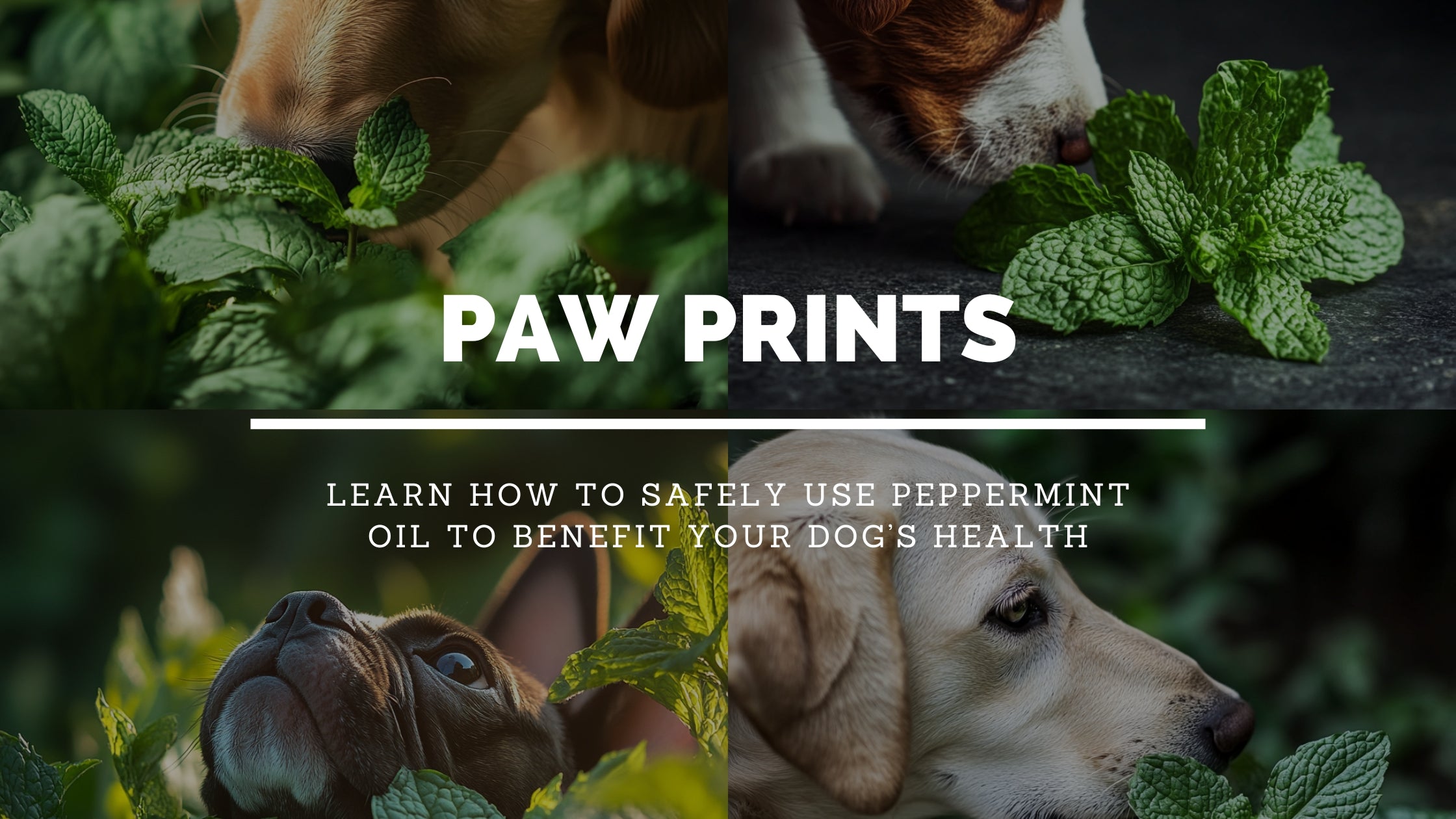 Peppermint Oil for Dogs: Is It Safe To Use For Pet Dogs in 2025