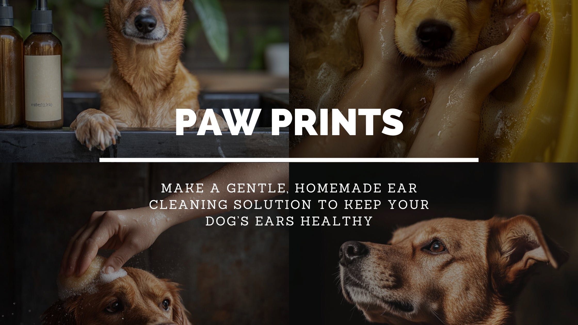 Best Homemade Dog Ear Cleaning Solution: 5 Safe & Natural Recipes