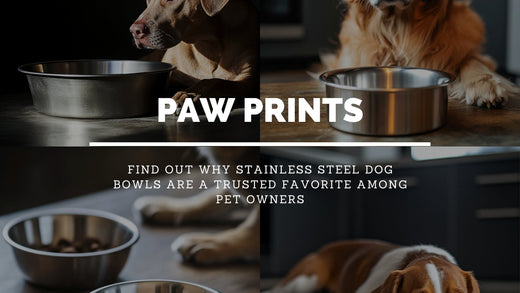 Why Are Stainless Steel Dog Bowls the Best Choice for Your Pet?