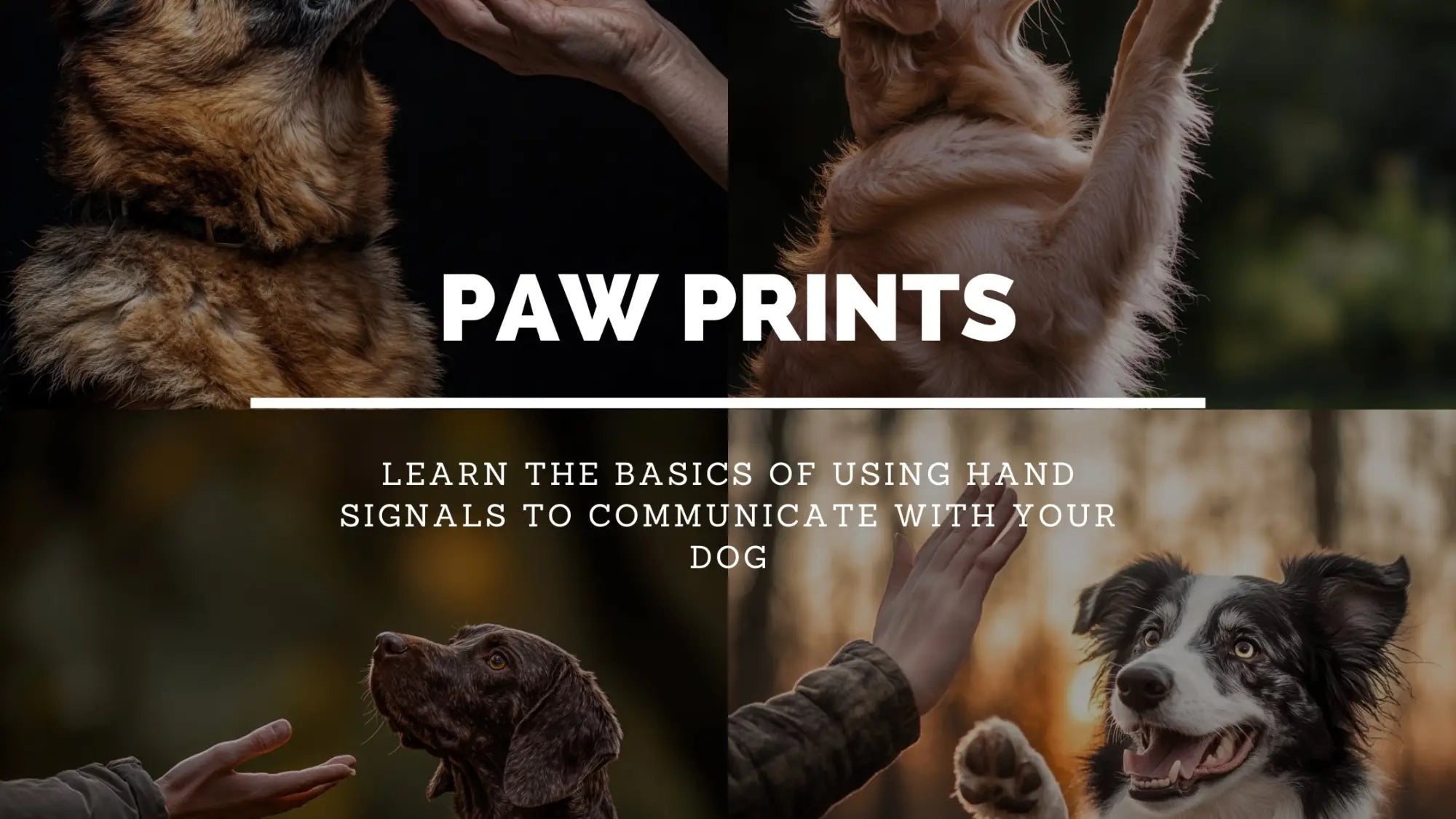 How to Use Hand Signals in Dog Training: A Beginner’s Guide For 2025