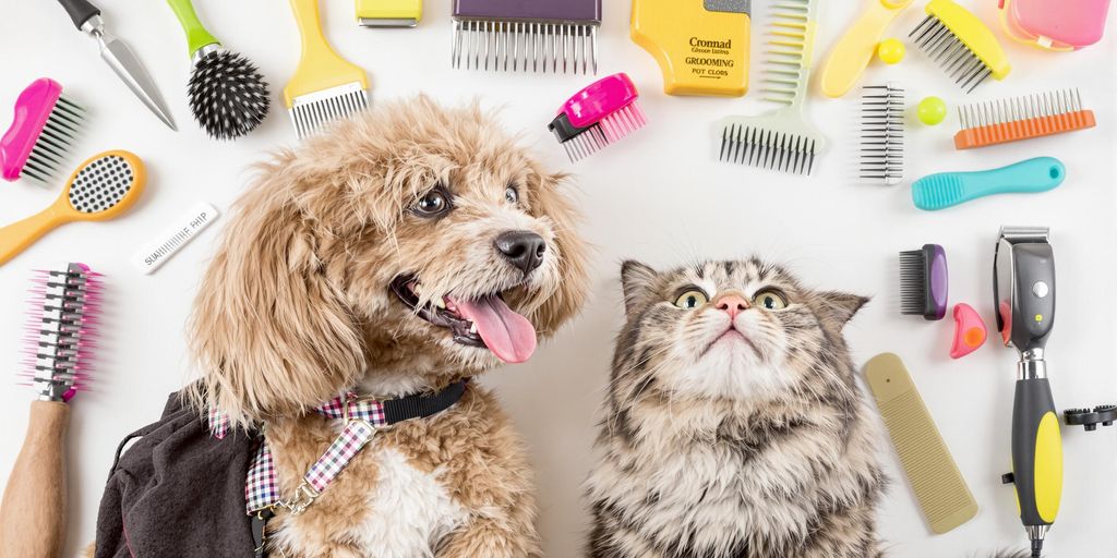 Groomed pets with grooming tools on a clean surface.