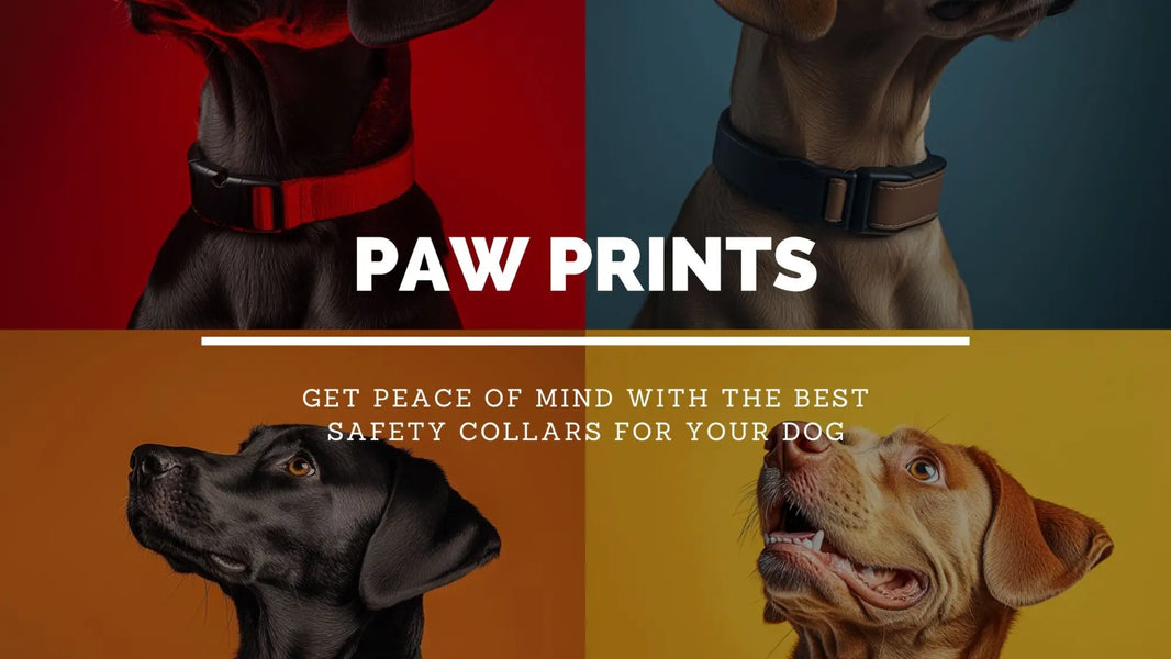 Top Dog Safety Collars for Peace of Mind