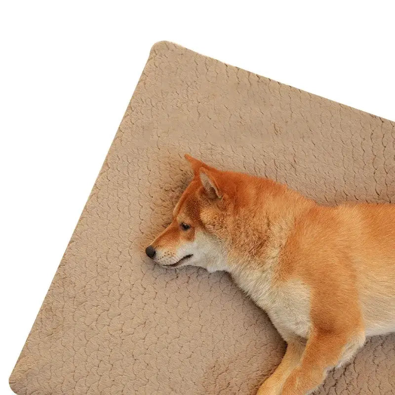 Shiba Inu dog lying on a beige surface.