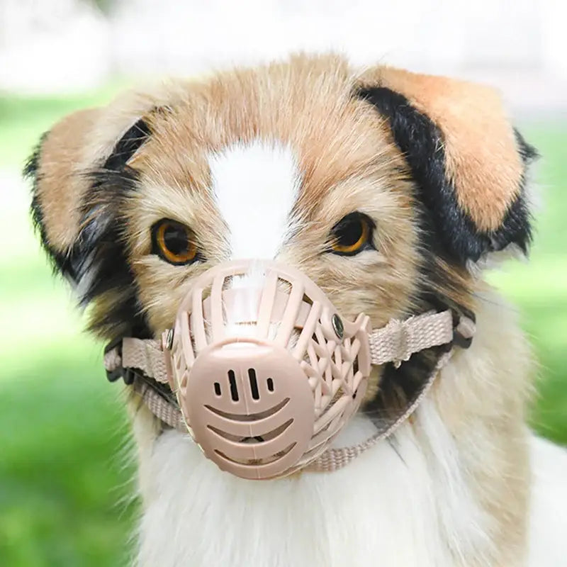 Dog wearing a plastic muzzle.