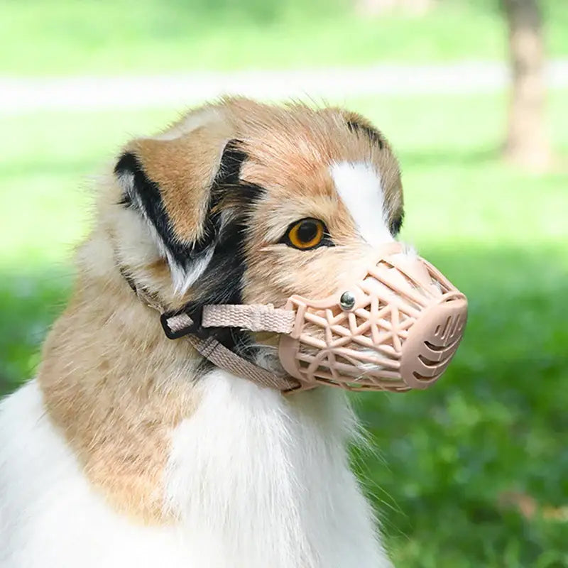 Dog wearing a plastic muzzle.