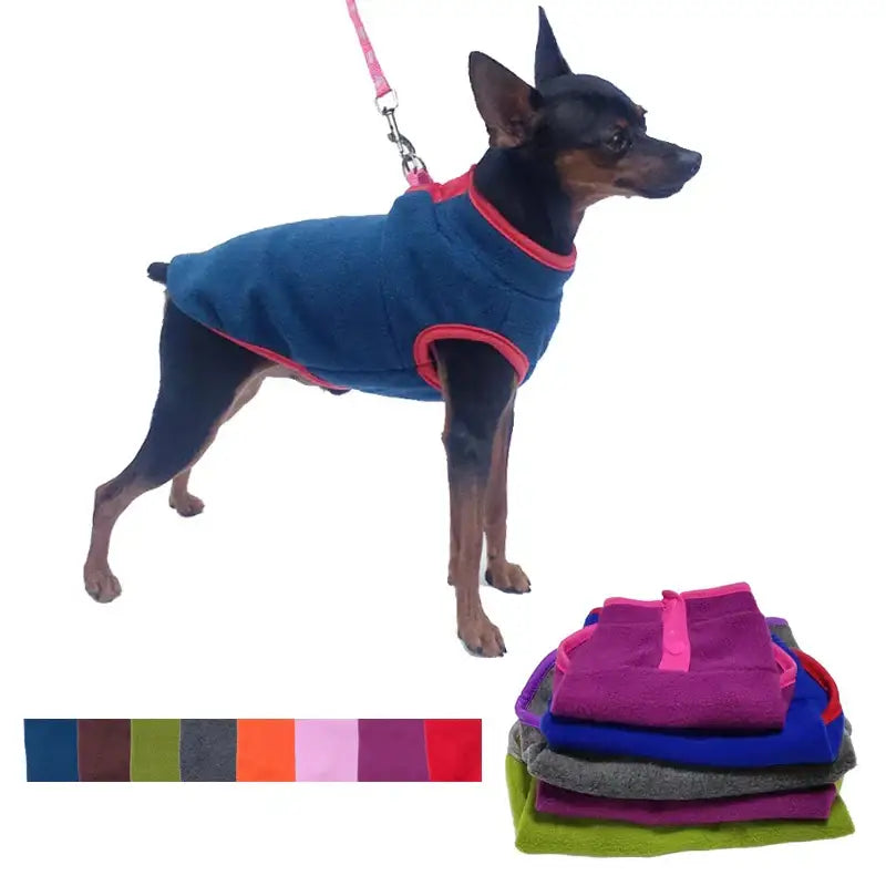 Dog wearing a blue and red fleece jacket with a pink leash attached.