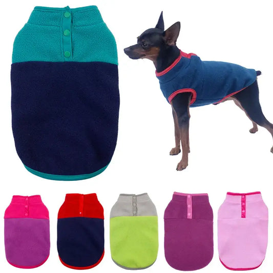 Dog wearing a blue and teal two-tone sweater or jacket.