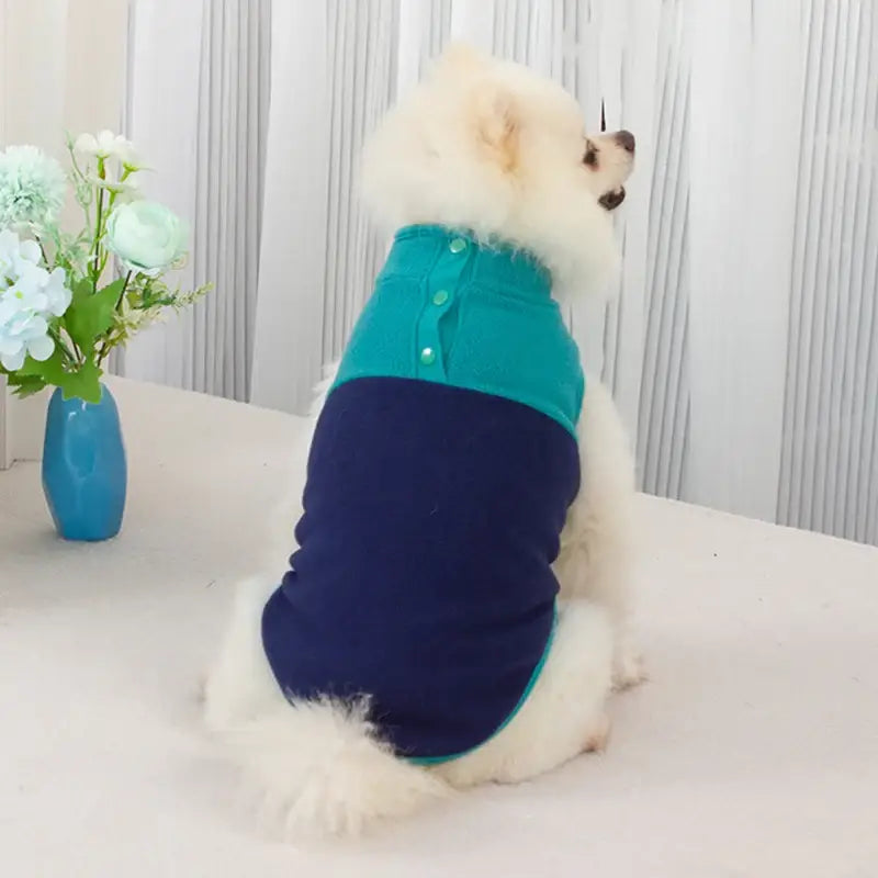 Fluffy white dog wearing a teal and navy blue sweater.