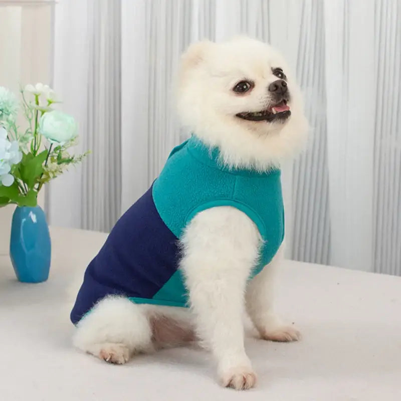 Fluffy white dog wearing a teal and navy blue sweater.