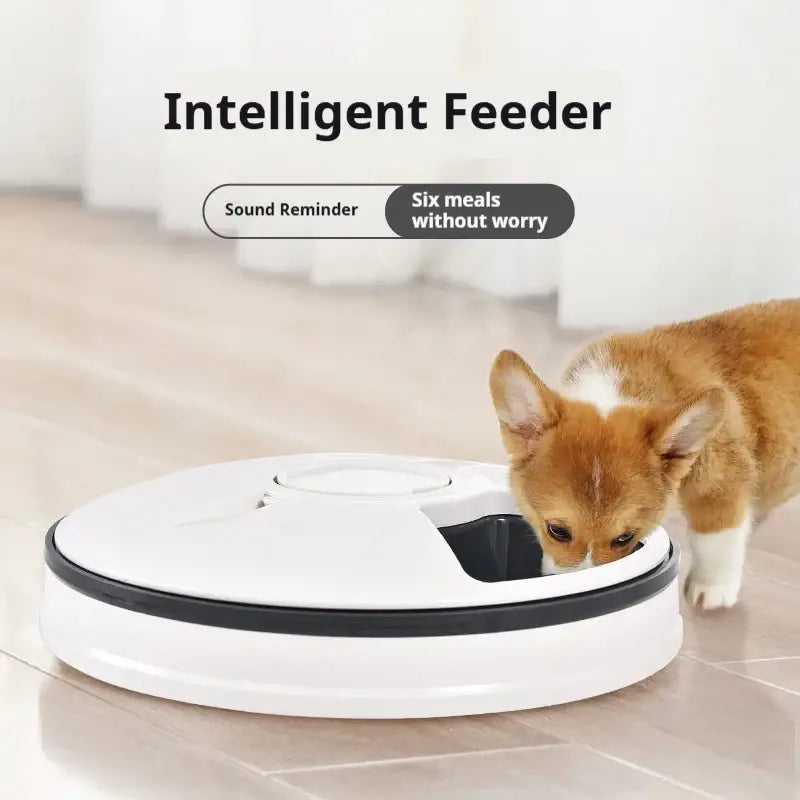 Circular automatic pet feeder with a small dog sniffing it.