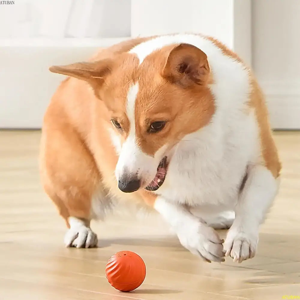 Corgi dog playing with a small orange ball.