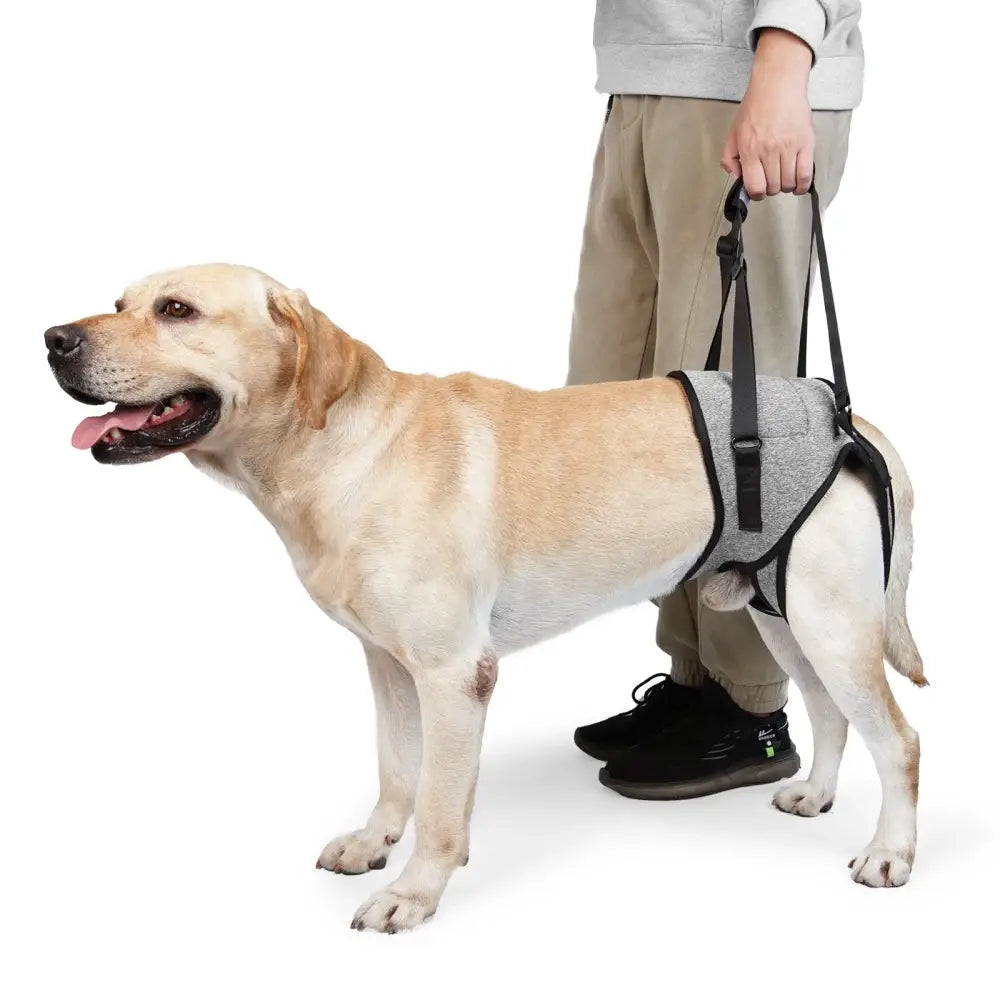 Support harness for assisting a dog with mobility or balance issues.