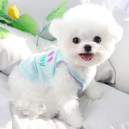 Fluffy white dog wearing a light blue shirt with a happy expression.