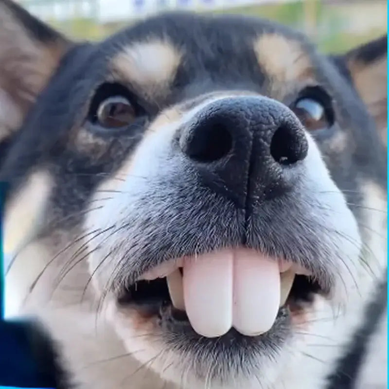 Close-up of a dog’s face with its tongue sticking out.