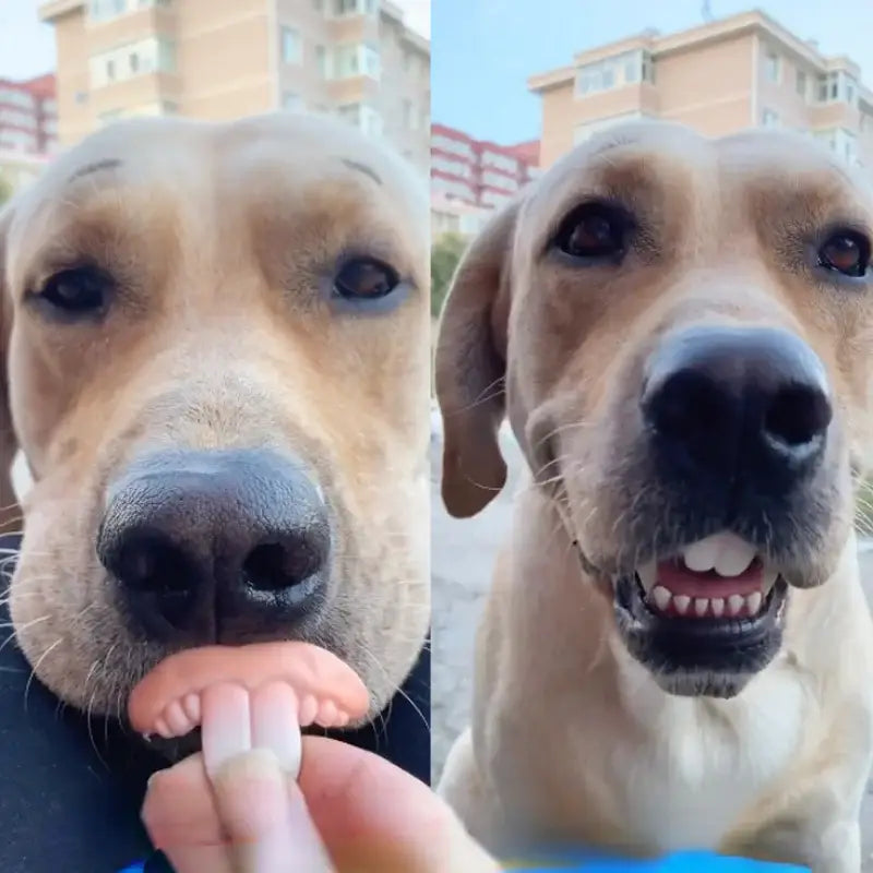 Dog with its tongue out in one photo and smiling in the other.