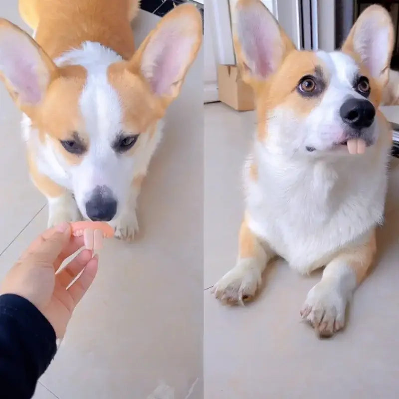 Two Corgi dogs, one being offered a treat and the other sticking its tongue out.