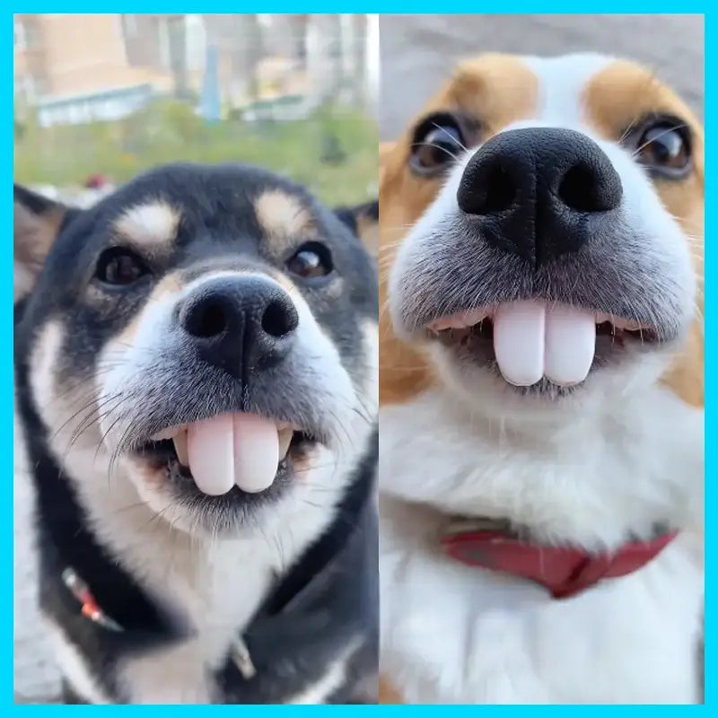 Two smiling dogs with their tongues slightly sticking out.