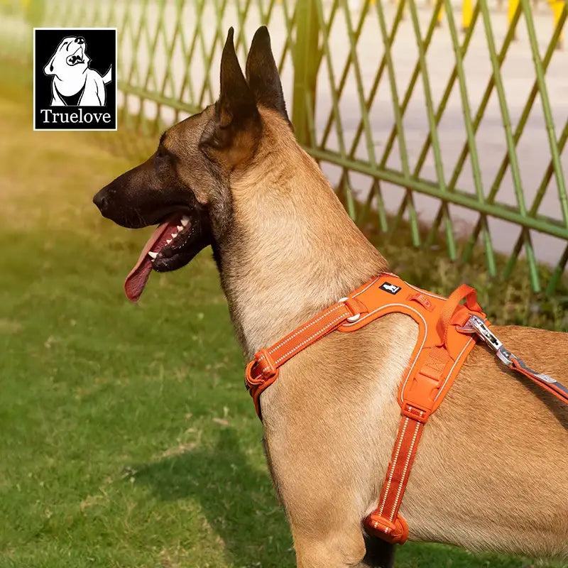 Belgian Malinois dog wearing an orange harness.