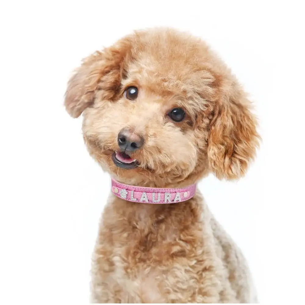 Fluffy brown poodle wearing a pink collar.