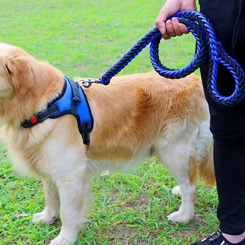 Golden Retriever wearing a blue harness and leash.