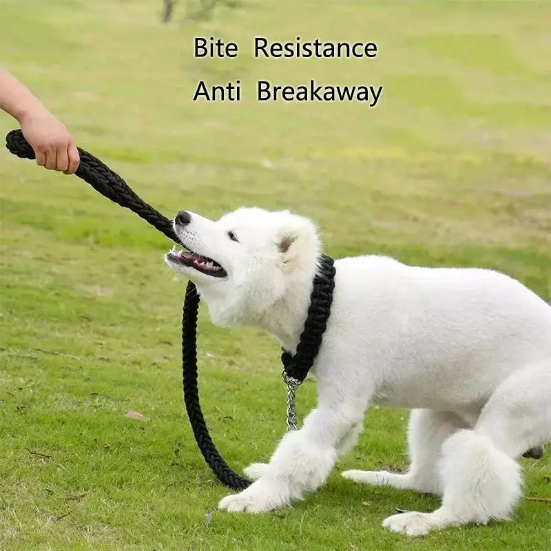 White dog biting and pulling on its own leash.