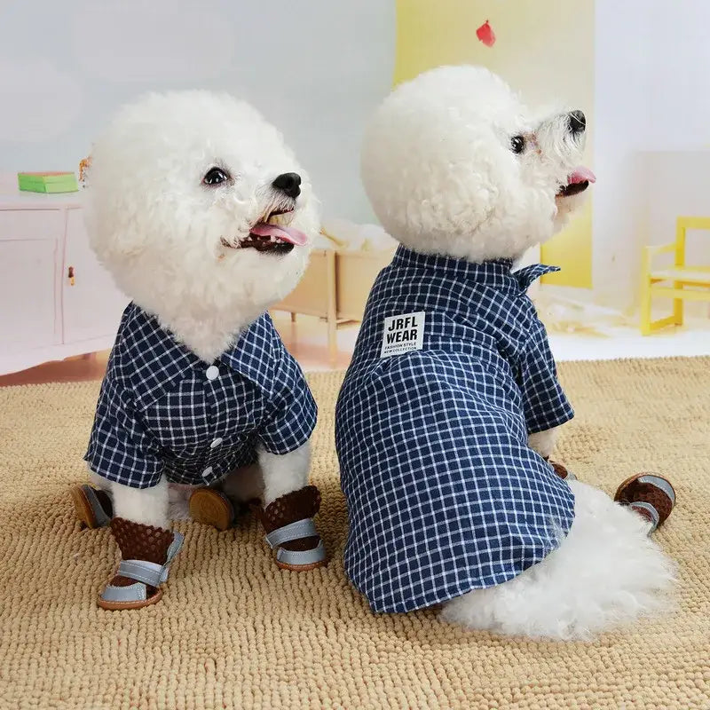 Two white Bichon Frise dogs wearing matching blue plaid shirts and brown shoes.