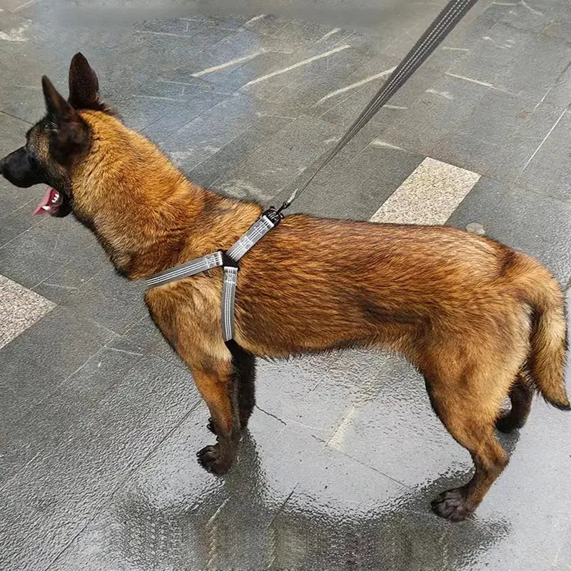 Belgian Malinois dog on a leash.