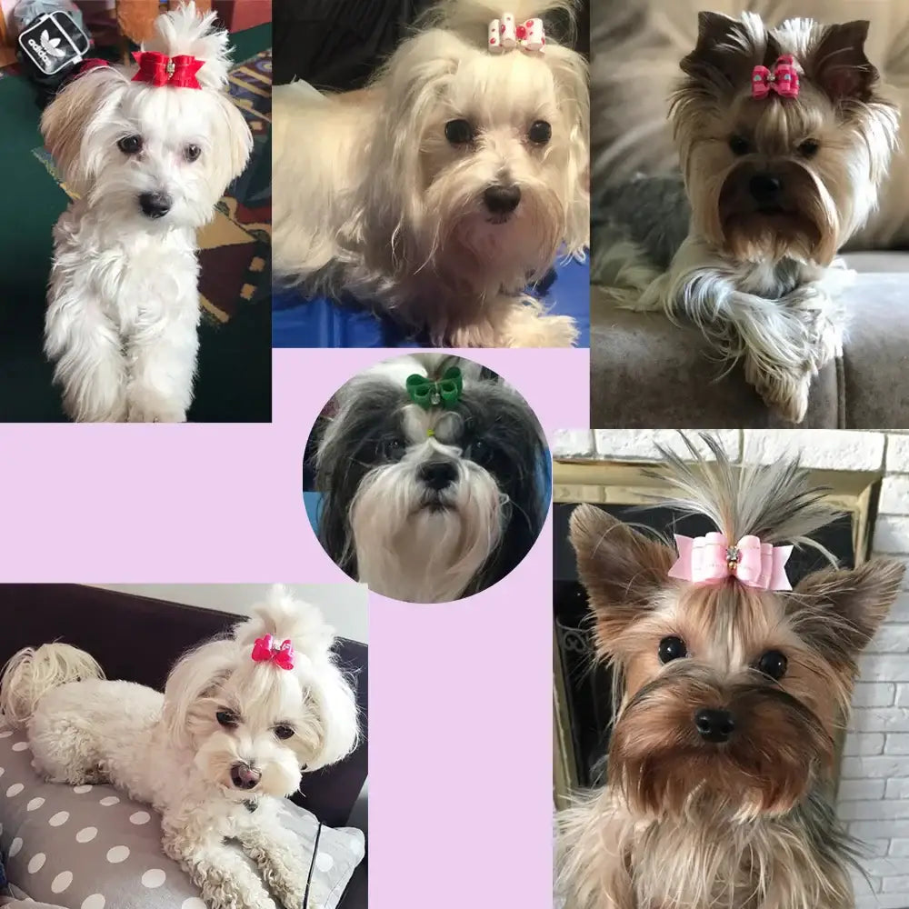 Collage of small dogs wearing colorful hair bows.