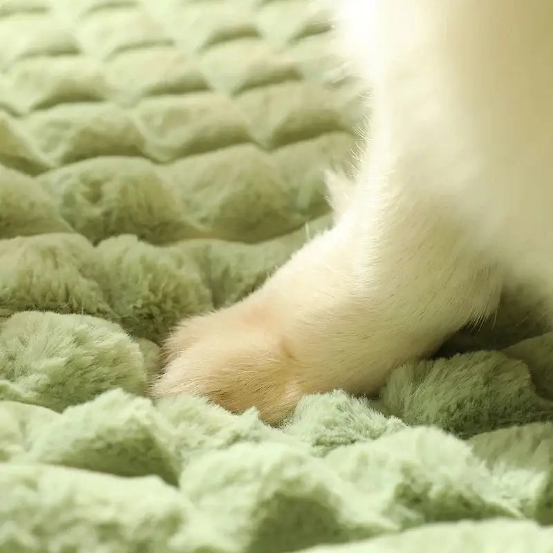 Cat’s paw resting on a plush, textured surface.