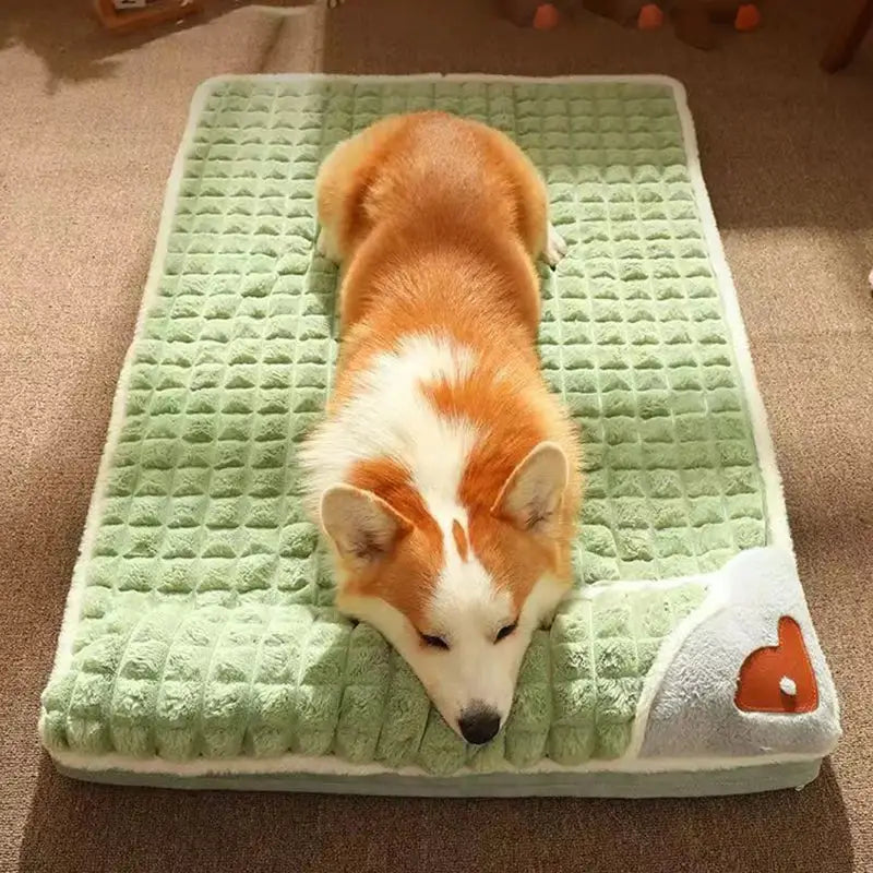 Corgi dog lying on a mint green textured mat.