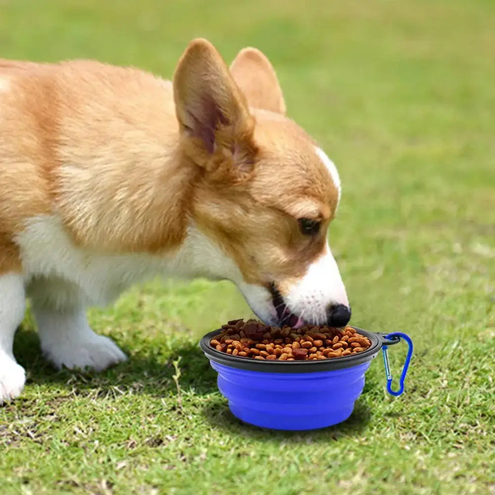 Corgi puppy eating from a blue bowl filled with dog food.