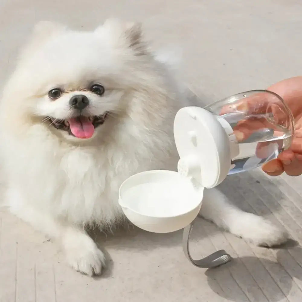 Fluffy white Pomeranian dog with a happy expression.