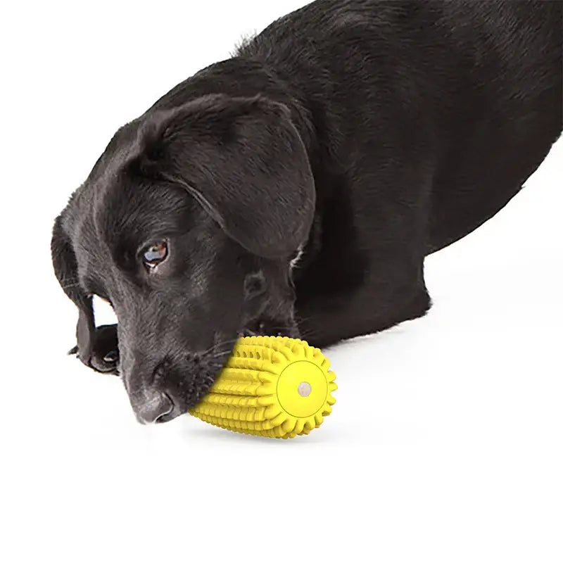 Black Labrador retriever dog with a yellow rubber chew toy.