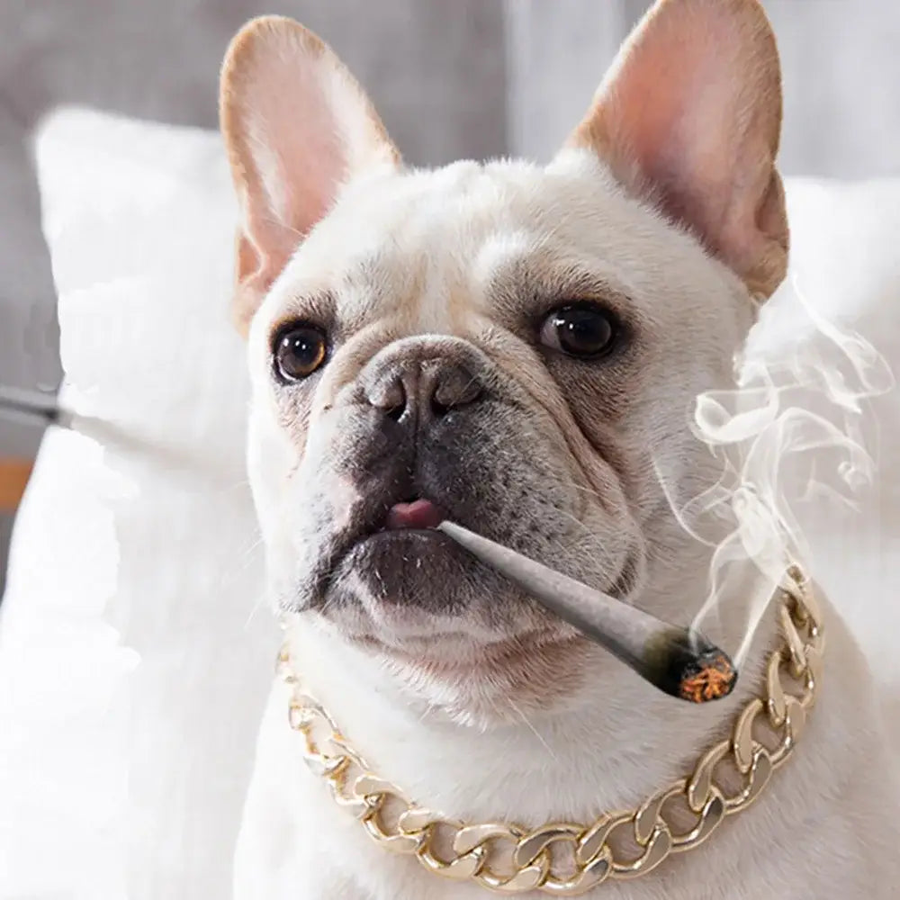 French Bulldog smoking a cigarette while wearing a gold chain collar.