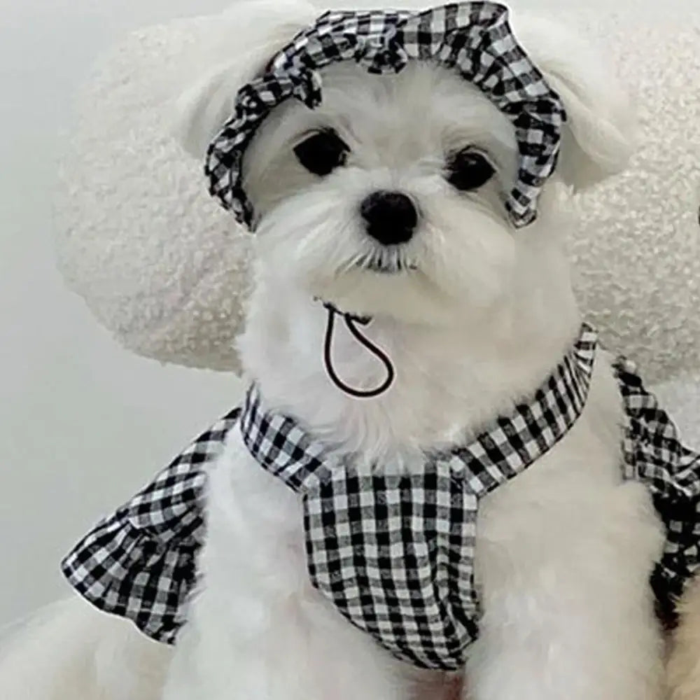 White dog wearing a black and white checkered bonnet and collar.