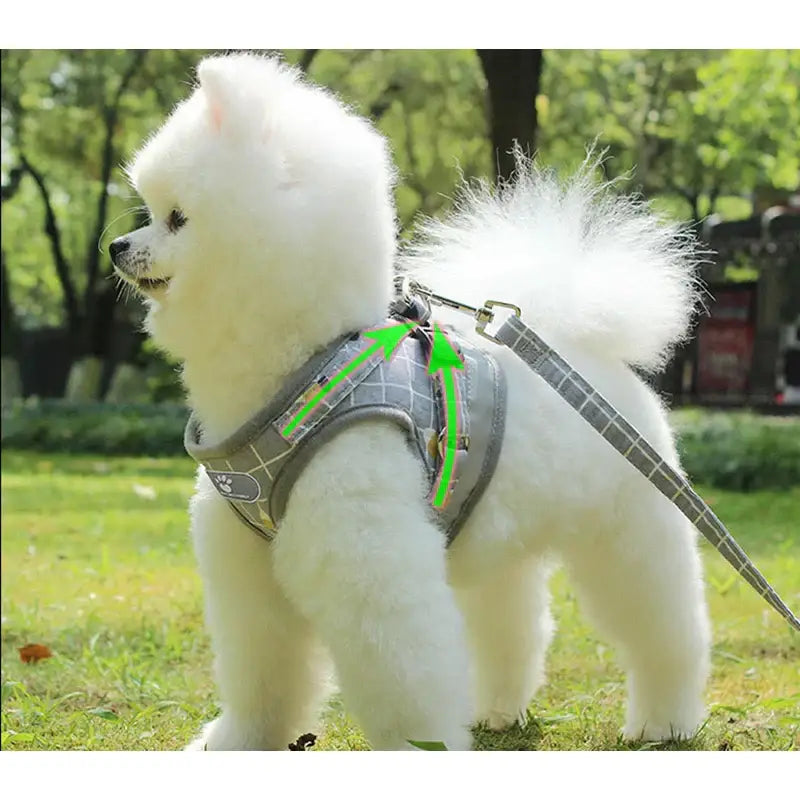 Fluffy white dog wearing a gray and green harness.