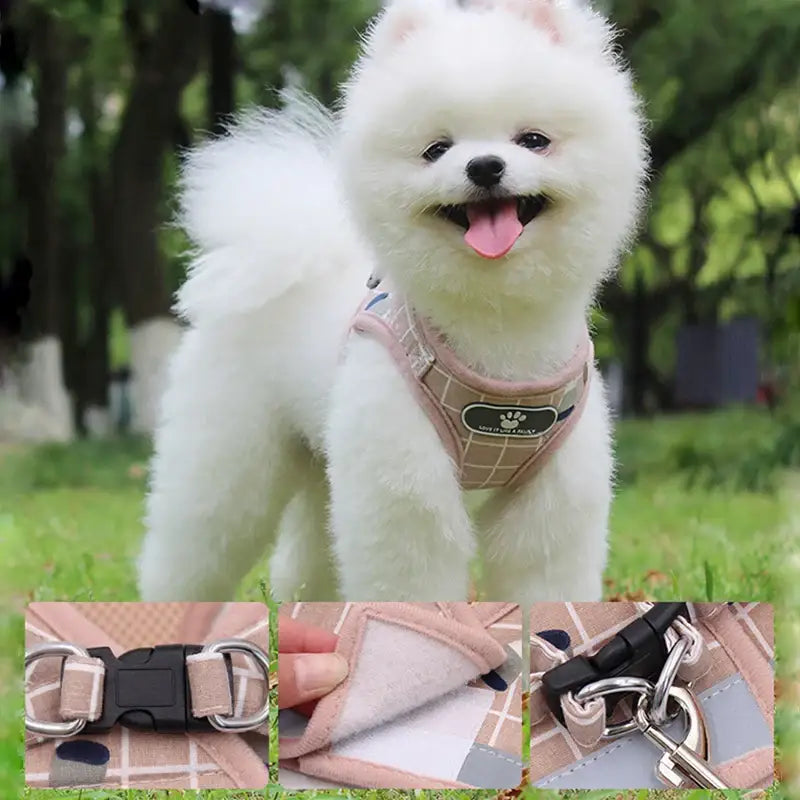 Fluffy white Pomeranian dog wearing a pink harness.