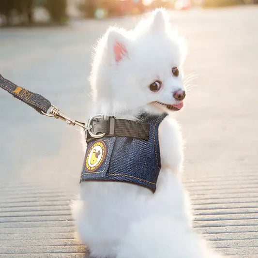 Fluffy white dog wearing a denim vest and leash.