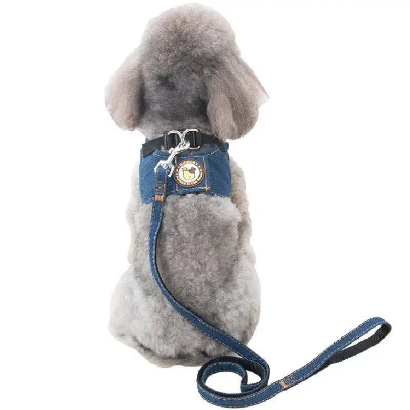 Gray poodle wearing a blue harness and leash.