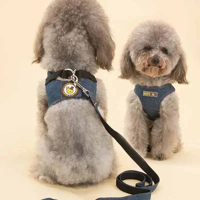 Two fluffy gray poodles wearing blue harnesses, with one on a leash.