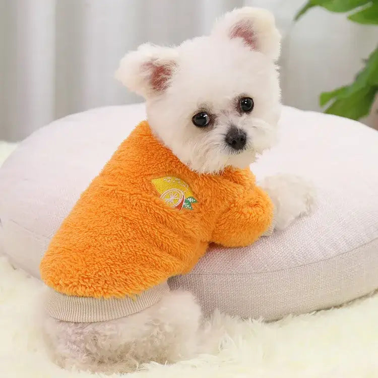 Fluffy white dog wearing a bright orange sweater.