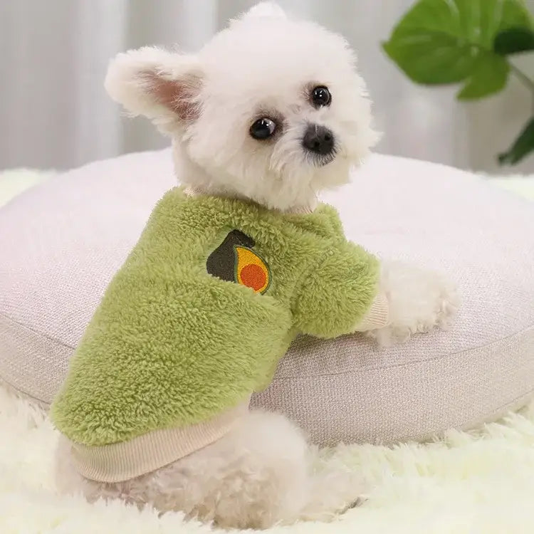 Fluffy white dog wearing a green sweater with a fruit design.