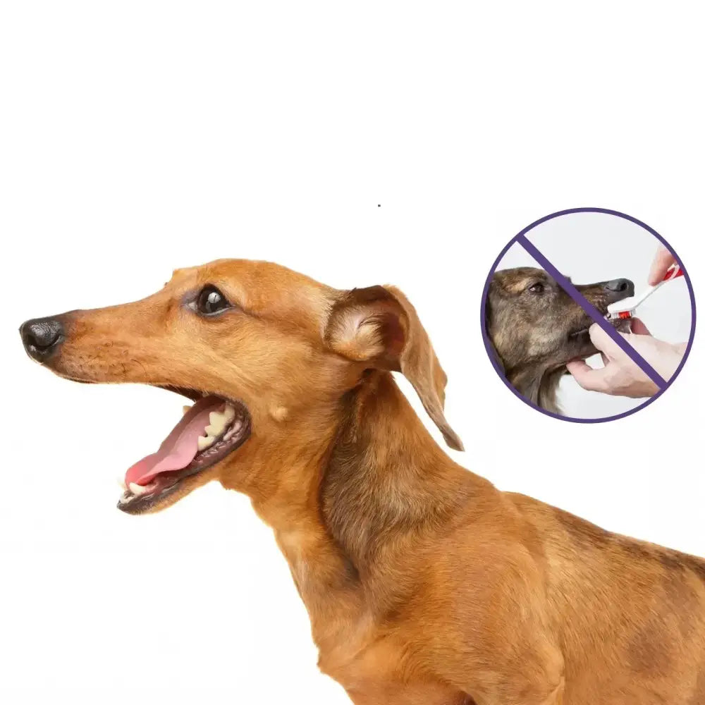 Brown dachshund dog with its mouth open, alongside a circular inset image showing a dog’s mouth with a ’no’ symbol.