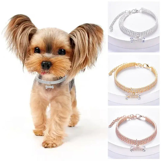 Yorkshire Terrier wearing a sparkly collar with a bone-shaped charm.