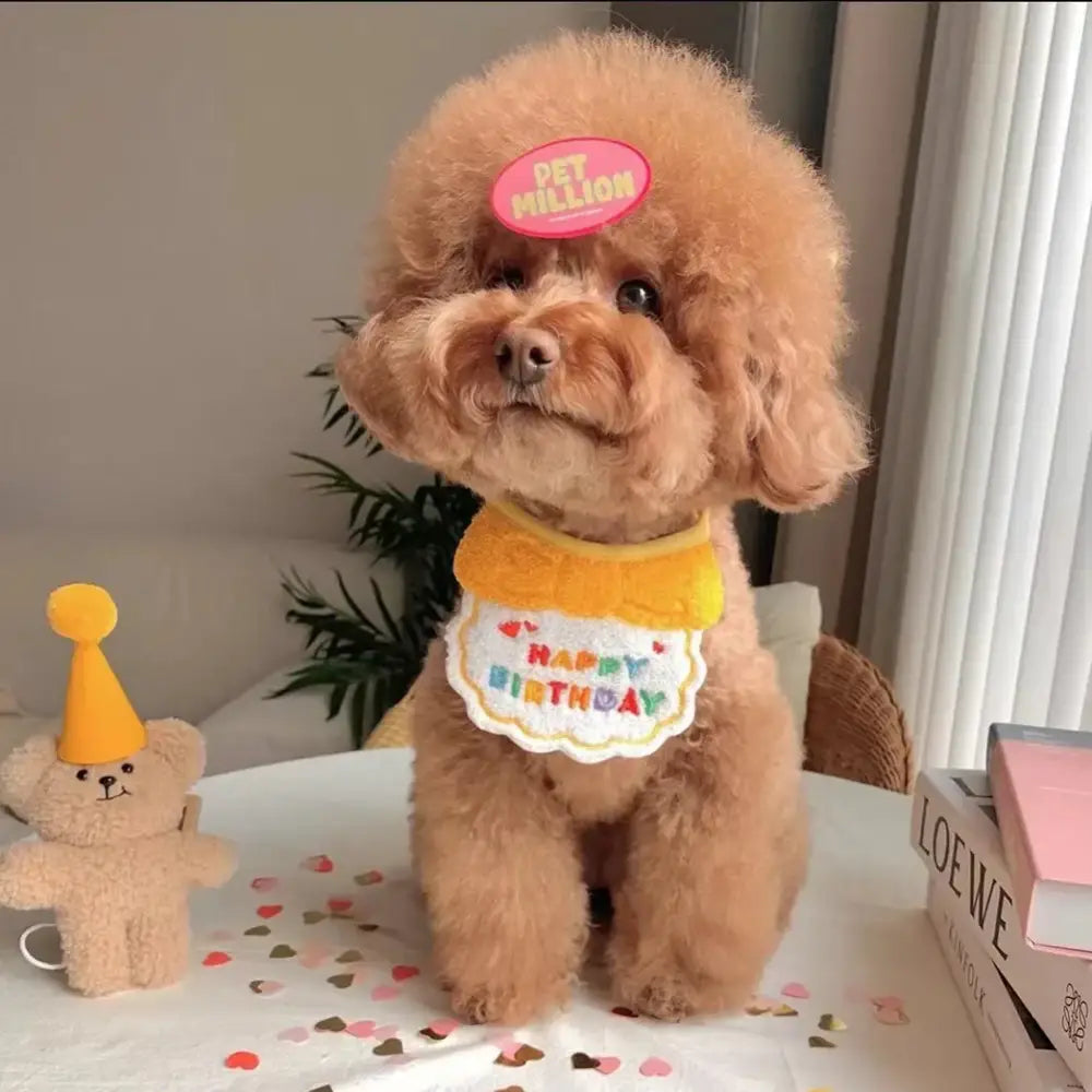 Fluffy brown poodle wearing a birthday hat and ’Happy Birthday’ bib.