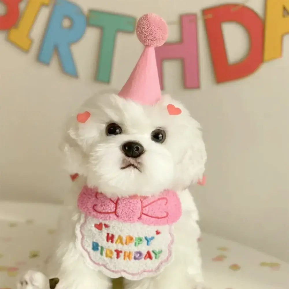 Fluffy white dog wearing a pink party hat and birthday bib with a bow.