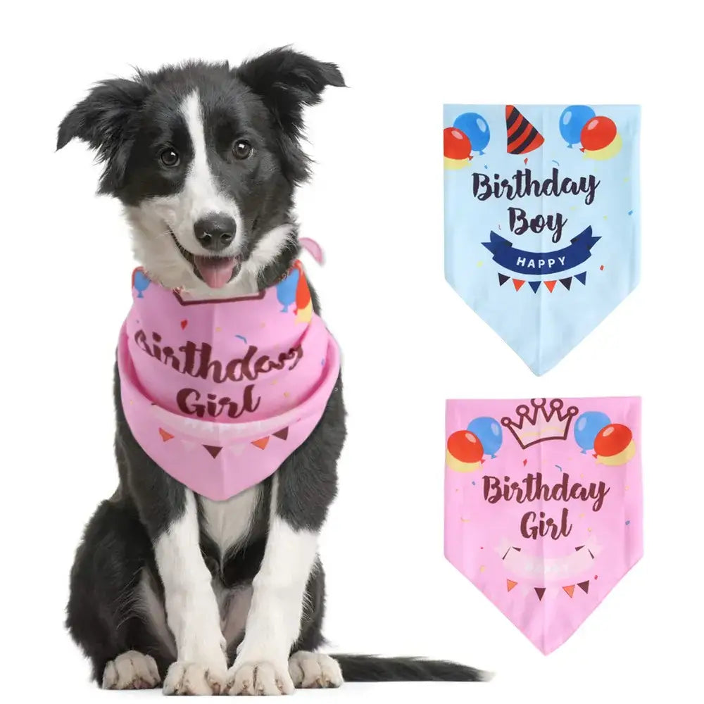 Border Collie dog wearing a pink ’Birthday Girl’ bandana.