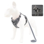 Dog Collar and Leash - Vignette | DoggyElite