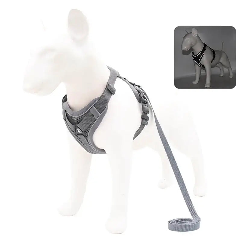 Dog harness with an attached leash.