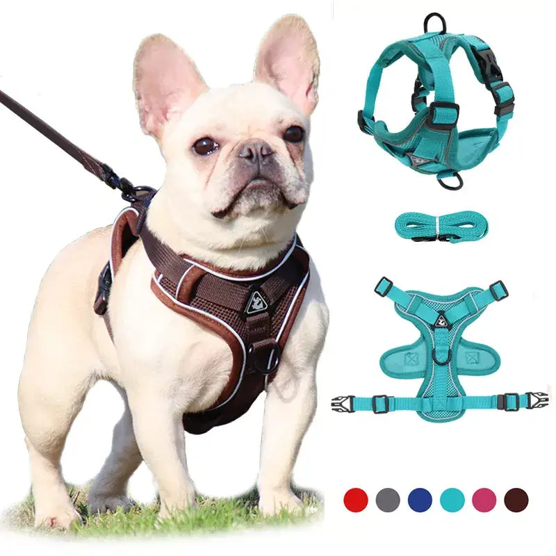 French Bulldog wearing a brown harness.